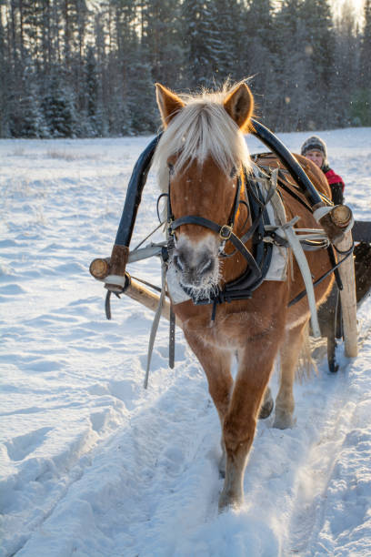 istock Woman and horse with  sleigh 1451048405