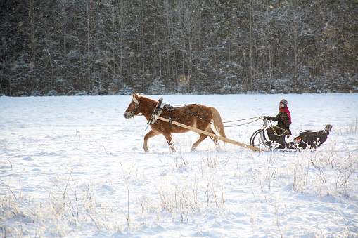 Woman and horse with  sleigh in winter