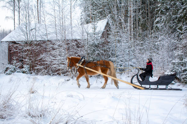 istock Woman and horse with  sleigh 1451048455