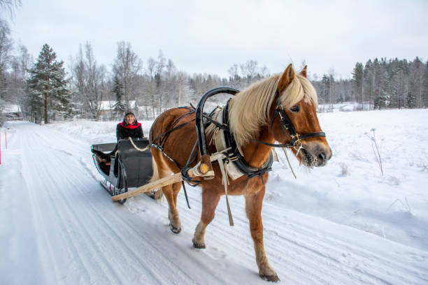 istock Woman and horse with  sleigh 1451048464