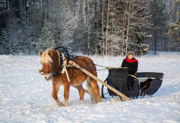 istock Woman and horse with  sleigh 1451048475