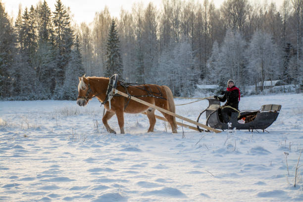 istock Woman and horse with  sleigh 1451049017
