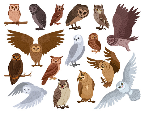 Cartoon owl birds. Woods wildlife birds, brown and snowy owls, forest wild predator birds species flat vector illustration set. Feathered owls collection