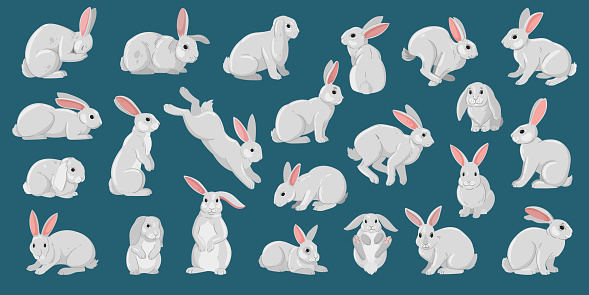 Cartoon white rabbits. Easter cute bunny, funny domestic white bunnies flat vector illustration set. Easter fluffy rabbits collection