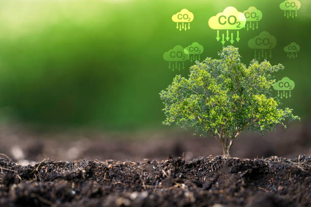 co2 reducing icon with tree on greenery background for decrease co2 , carbon footprint and carbon credit to limit global warming from climate change, bio circular green economy concept. - recycling carbon footprint footprint sustainable resources imagens e fotografias de stock