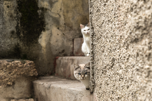 This picture shows a cat carefully looking around the corner of granite wall. Another cat is situated higher up the staircase.