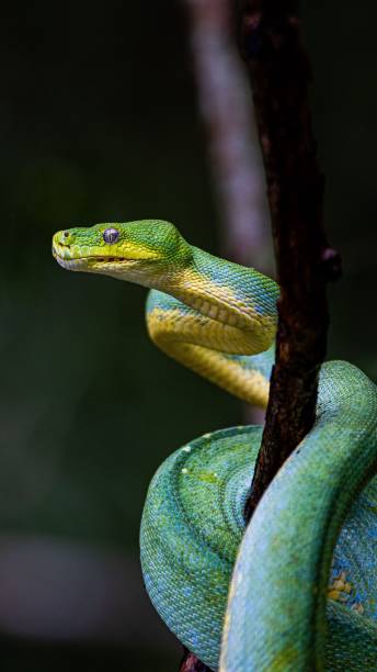 istock Vertical shot of a green snake curled on a tree branch 1451059121