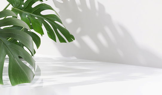 Empty modern, minimal counter, table top, green monstera in sunlight, leaf shadow on white outdoor wall in background