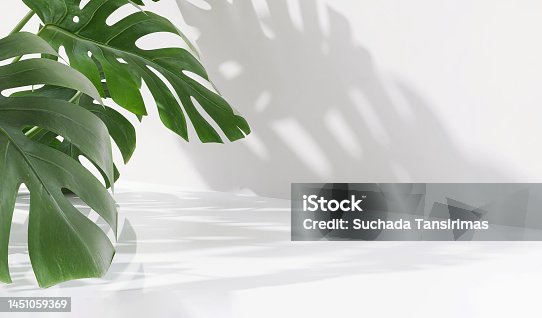 istock Empty modern, minimal counter, table top, green monstera in sunlight, leaf shadow on white outdoor wall in background 1451059369