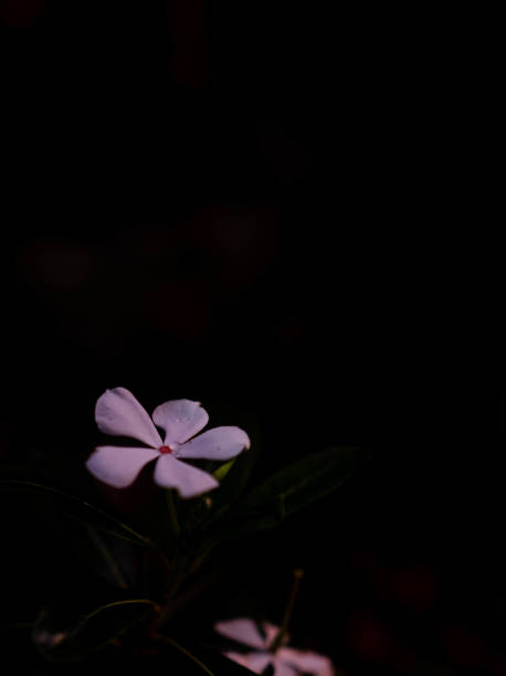 picture of pink flowers on a black background stock photo