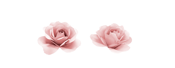 Light pink rose paper on white background