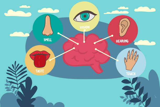 istock Five human senses line icons set. Vision, smell, hearing, touch, taste icons. Human sensory organs. Eye, nose, ear, hand, mouth icon set. 1451061182