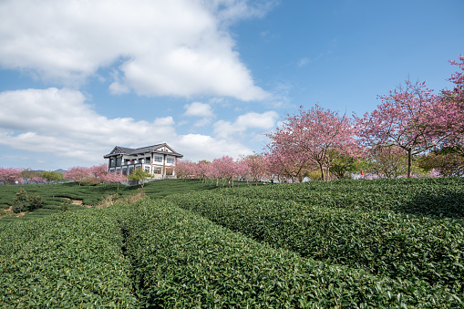 Tea garden and cherry trees under blue sky and white clouds