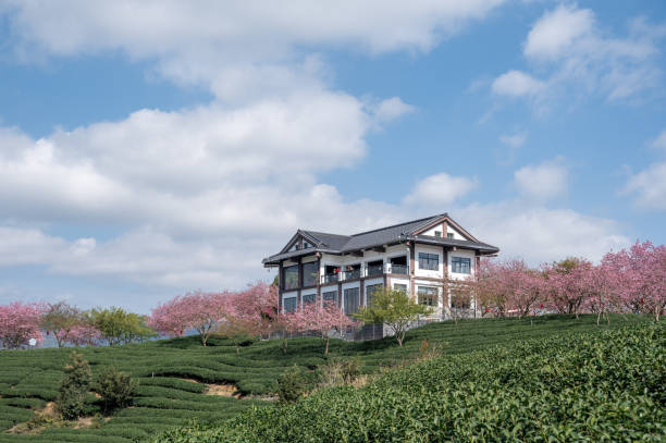 A separate house on a farm where green tea trees and pink cherry trees are mixed