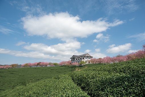 A separate house on a farm where green tea trees and pink cherry trees are mixed