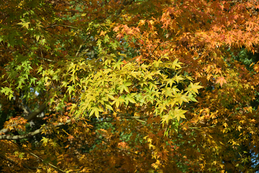 Bright yellow early autumn leaves and green seedpods against blue sky