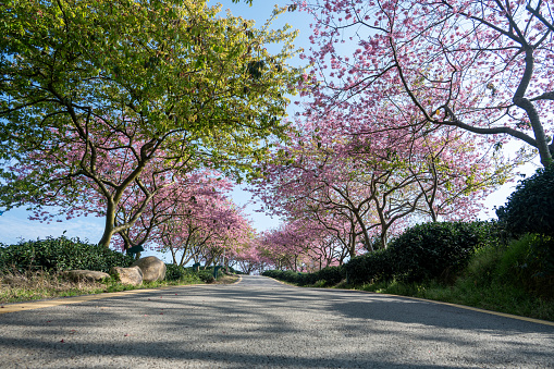 Many pink cherry trees on both sides of the cement road in the tea garden