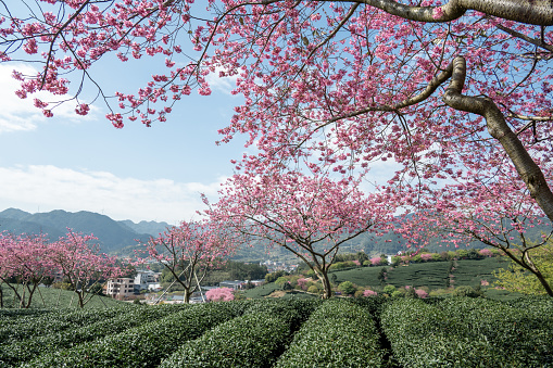 Green tea trees and pink cherry trees in the farm are mixed
