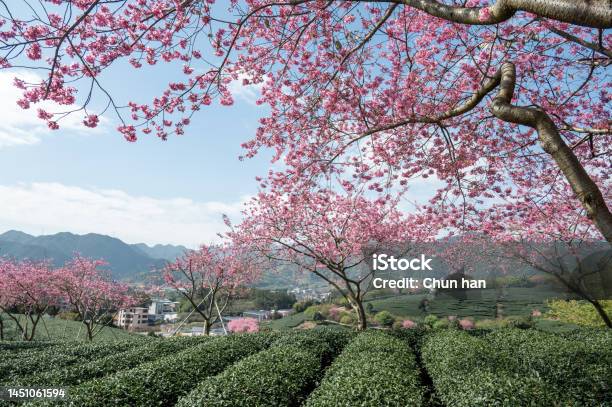 Green Tea Trees And Pink Cherry Trees In The Farm Are Mixed Stock Photo - Download Image Now