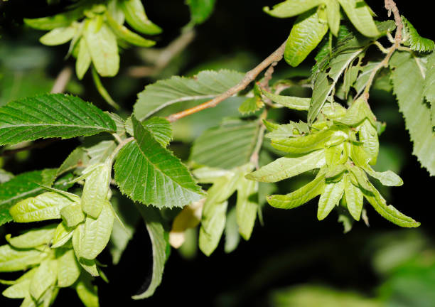 A branch of the Elm tree. Ulmus hollandica. Golden ElmThe elm tree is in bloom.