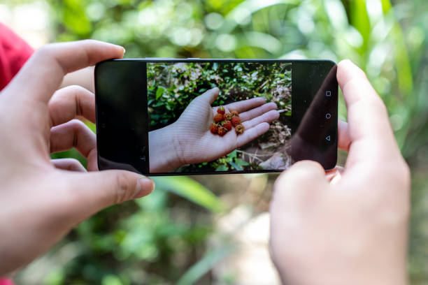 rób zdjęcia świeżo zerwanych malin telefonem komórkowym - blackberry mobile phone smart phone human hand zdjęcia i obrazy z banku zdjęć