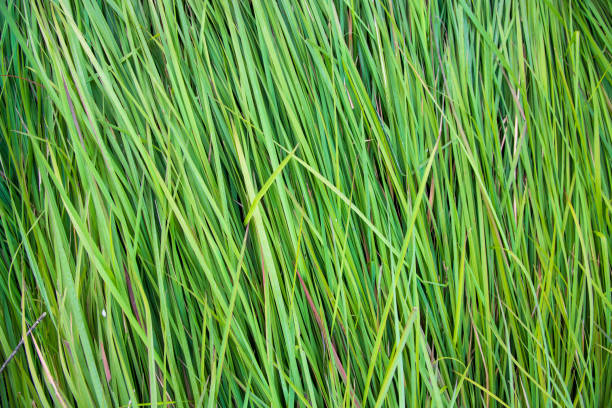 istock Close-up Green long grass pattern texture can be used as a natural background wallpaper 1451063394