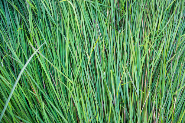 istock Close-up Green long grass pattern texture can be used as a natural background wallpaper 1451063450