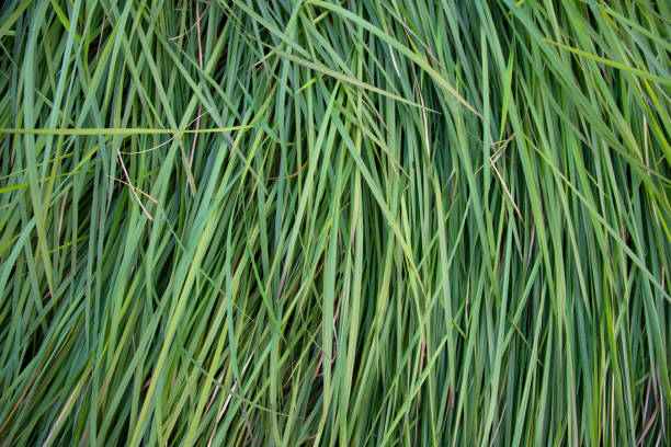 istock Close-up Green long grass pattern texture can be used as a natural background wallpaper 1451063508
