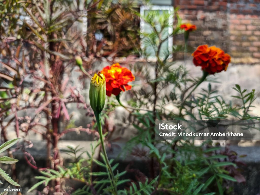 Stock photo of beautiful bud of ornage color marigold flower, blooming in the terrace garden under bright sunlight. flower and leaves on blur background at Kolhapur, Maharashtra, India.selective focus Autumn Stock Photo