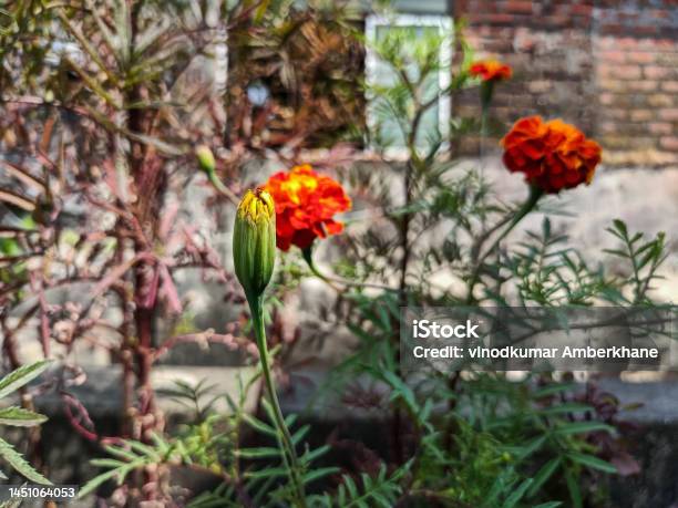 Stock Photo Of Beautiful Bud Of Ornage Color Marigold Flower Blooming In The Terrace Garden Under Bright Sunlight Flower And Leaves On Blur Background At Kolhapur Maharashtra Indiaselective Focus Stock Photo - Download Image Now