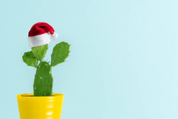 istock Tropical summer cactus plant with Santas hat on blue background with copy space. Minimal Christmas or New year sale concept. 1451064139