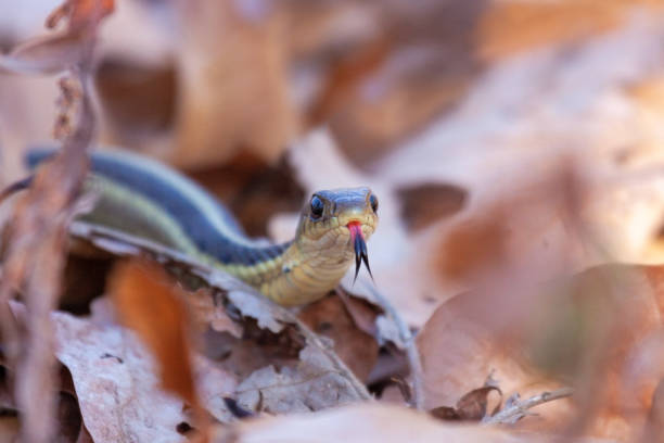 istock A garter snaketongue out in leaves 1451064767
