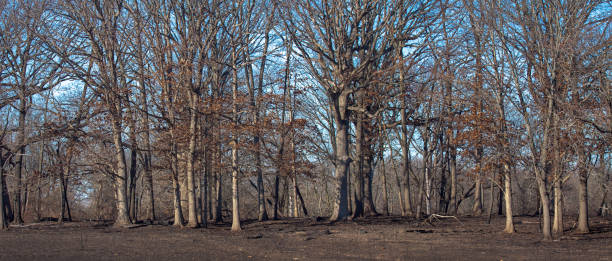 istock Aftermath of a Prescribed Burn 1451064860