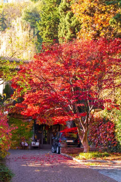 Nature view with green, yellow and red trees on the street