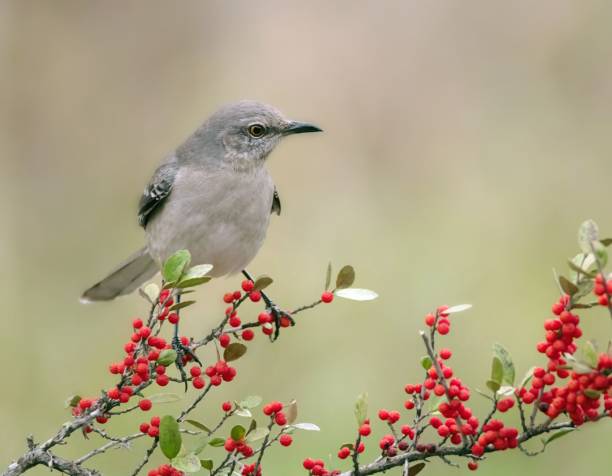 istock Close-up of a North American singing mockingbird (Mimus polyglottos) eating red berries 1451066708