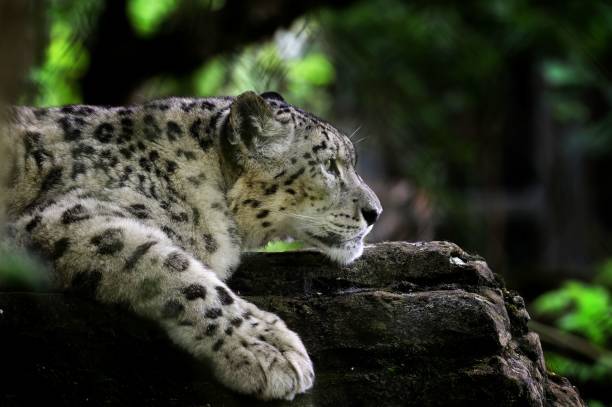 istock Selective of a snow leopard (Panthera uncia) resting on a log 1451066975