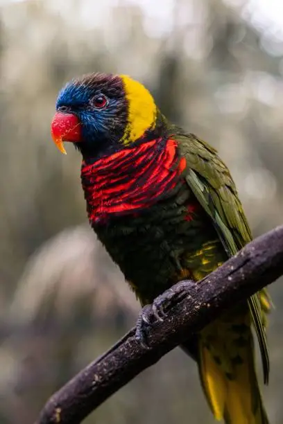 A closeup of a Loriini parrot on a branch