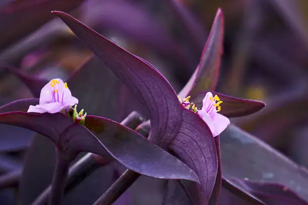 tradescantia flower with yellow stamens