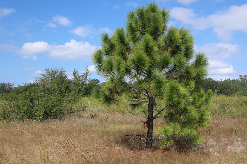 The Little Manatee River State Park in Florida is not all wetlands on the riverbanks.  This higher spot displays a pine tree in a sandy knoll.