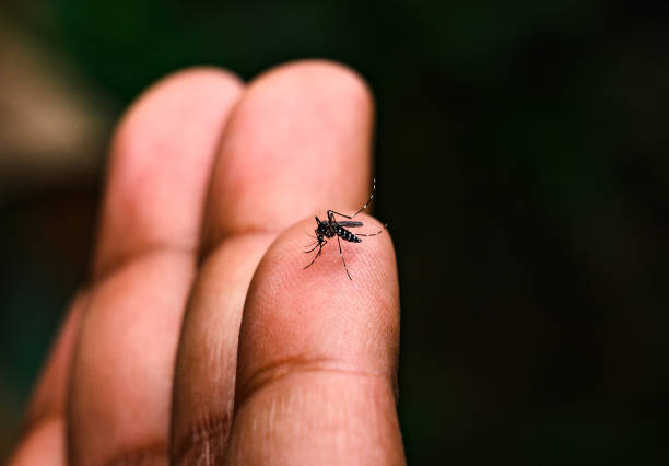 aedes albopictus (stegomyia albopicta), z rodziny komarów (culicidae), znany również jako (azjatycki) komar tygrysi. wektor wirusa żółtej febry, gorączka denga, gorączka chikungunya, wirus zika. - known how zdjęcia i obrazy z banku zdjęć