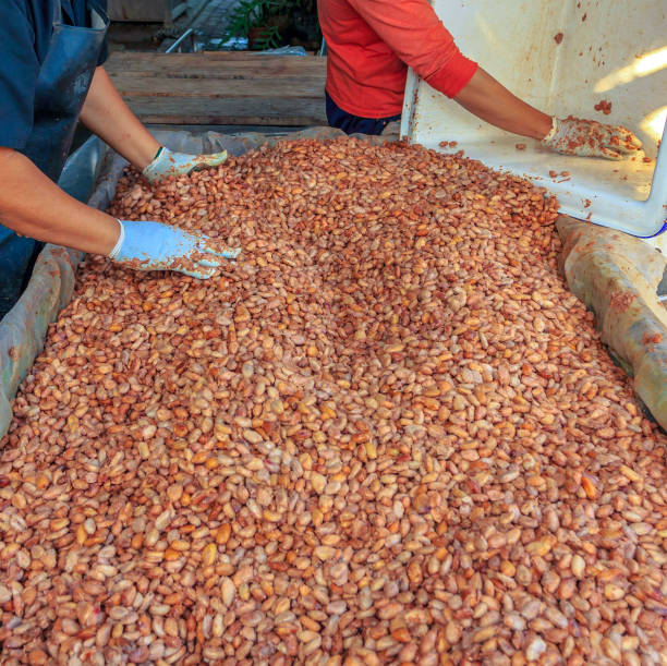 istock fermenting fresh cocoa seeds to make chocolate. Workers scoop fermented cocoa seeds into vats to dry in the sun. 1451071136