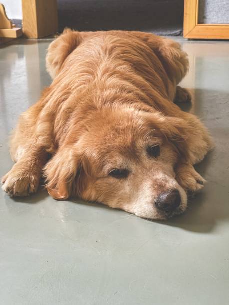 istock Golden retriever lying on floor 1451071204