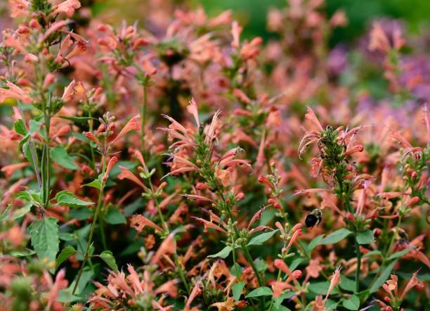 Closeup shot of Apricot Sprite Hyssop (Agastache aurantiaca) growing in the field A closeup shot of Apricot Sprite Hyssop (Agastache aurantiaca) growing in the field agastache stock pictures, royalty-free photos & images