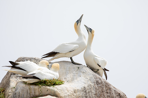 Gannets on rock