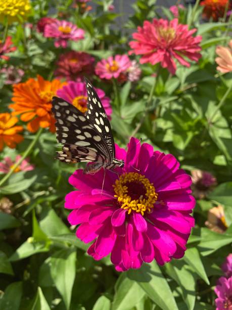 istock Butterfly and flowers 1451073750