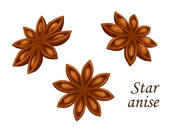 Star anise seed, food spice, seasoning, condiment Star anise vector food spice, seasoning or condiment. Brown seeds and star shaped fruits of anise or badian spicy plant. Aromatic ingredients or natural flavor of indian and chinese cuisine star anise stock illustrations