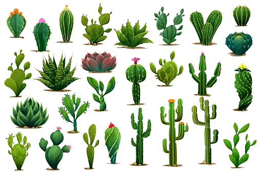 Cartoon prickly succulent cactus plants and desert flowers. Isolated vector green cacti plants of aloe, agave and opuntia with blossom flowers, prickly saguaro or peyote and tropical cactus