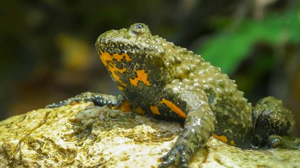 istock The Apennine yellow-bellied toad (Bombina pachypus) 1451075047