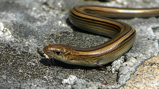 Italian three-toed skink or the cylindrical skink (Chalcides chalcides)