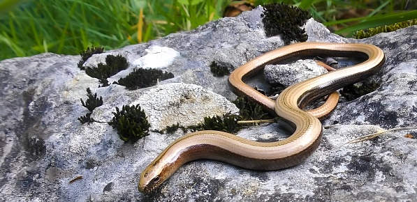 Italian slow worm or Italian slowworm (Anguis veronensis)